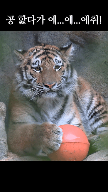 대체-언제쯤-무서워질거냐고-말나오는-설호...jpgif-12-이미지