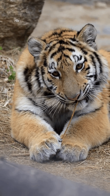 대체-언제쯤-무서워질거냐고-말나오는-설호...jpgif-10-이미지