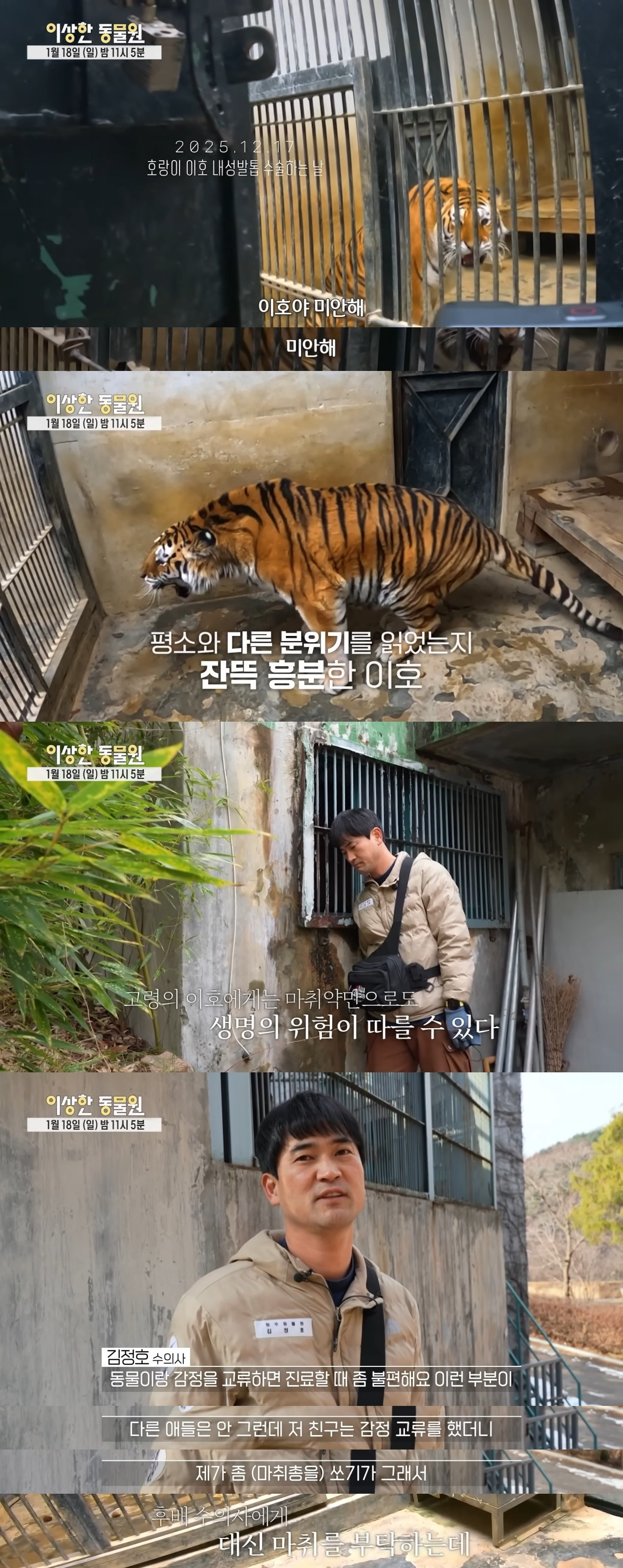 호랑이-내성-발톱-치료를-위해-목숨까지-거는-수의사-0-이미지