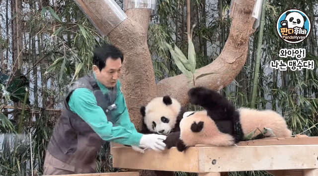 소원을-들어주는-판다-후이바오-21-이미지