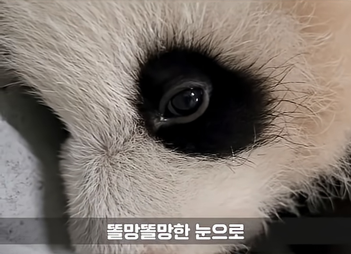 소원을-들어주는-판다-후이바오-3-이미지