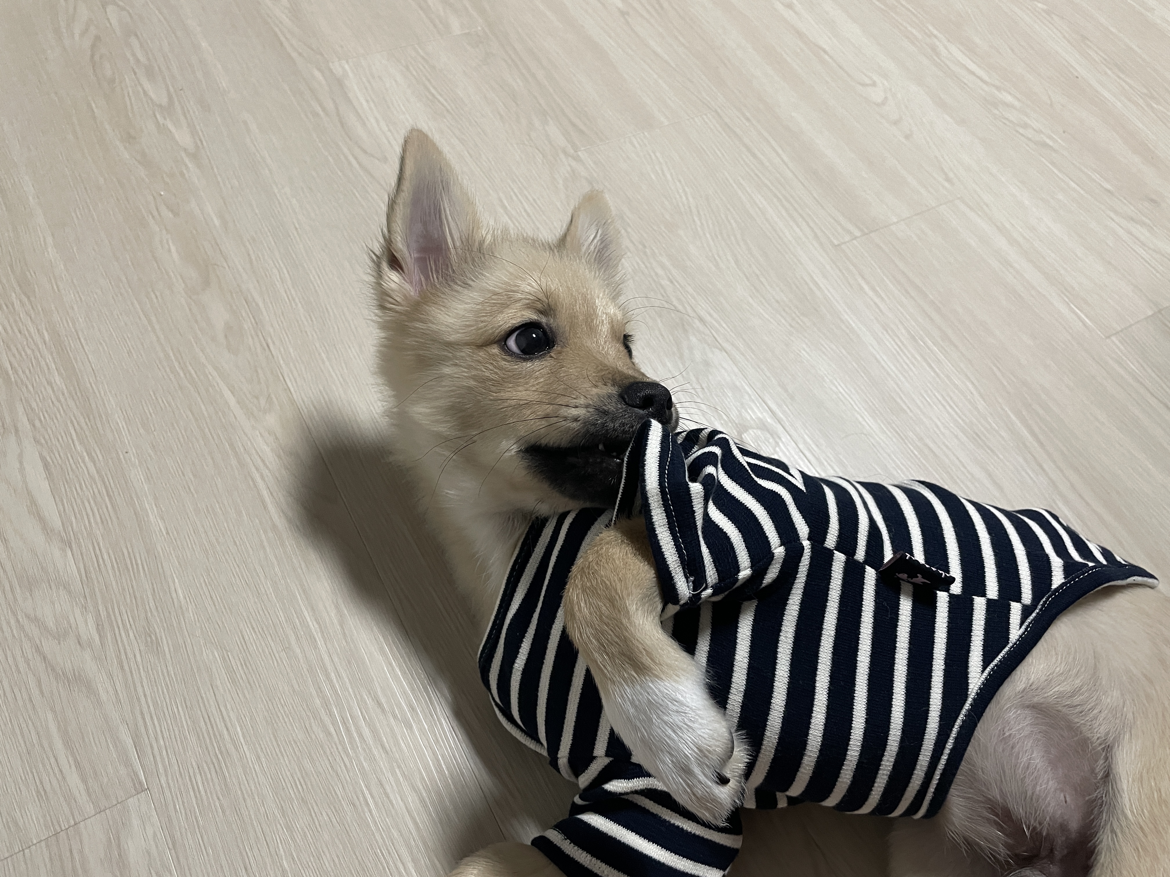 아ㅠ-개리야스-샀는데-망했어-0-이미지