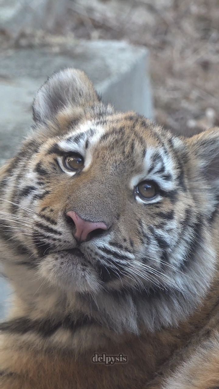 대체-언제쯤-무서워질거냐고-말나오는-설호...jpgif-4-이미지