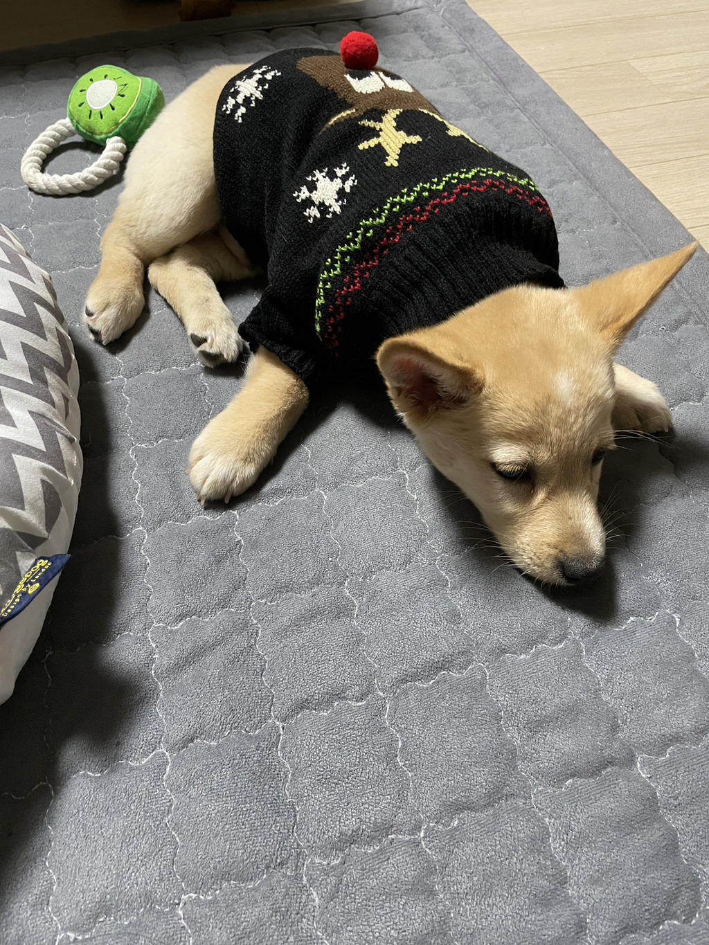 우리-강아지는-퍼피-때는-옷-잘입다가-한살부턴-모든-옷-다-거부하더라..-6-이미지