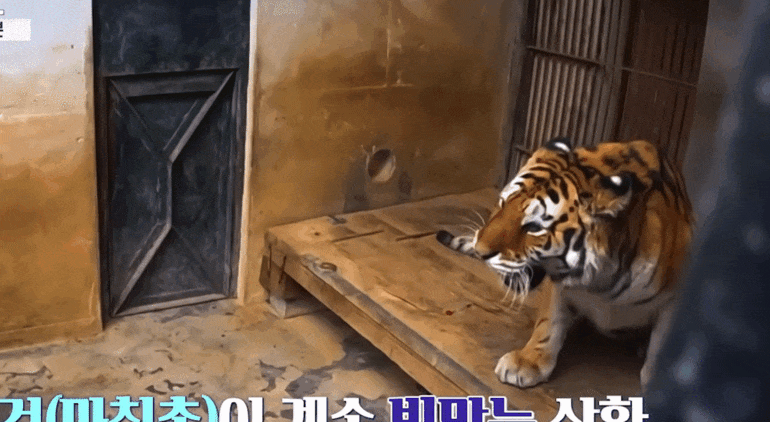 호랑이-내성-발톱-치료를-위해-목숨까지-거는-수의사-2-이미지