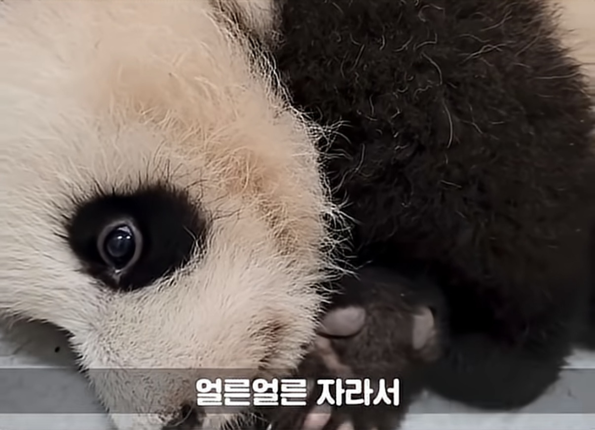 소원을-들어주는-판다-후이바오-9-이미지