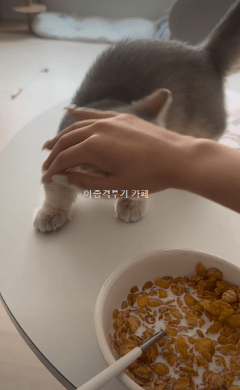 집사의-아침을-노리는-고양이-0-이미지