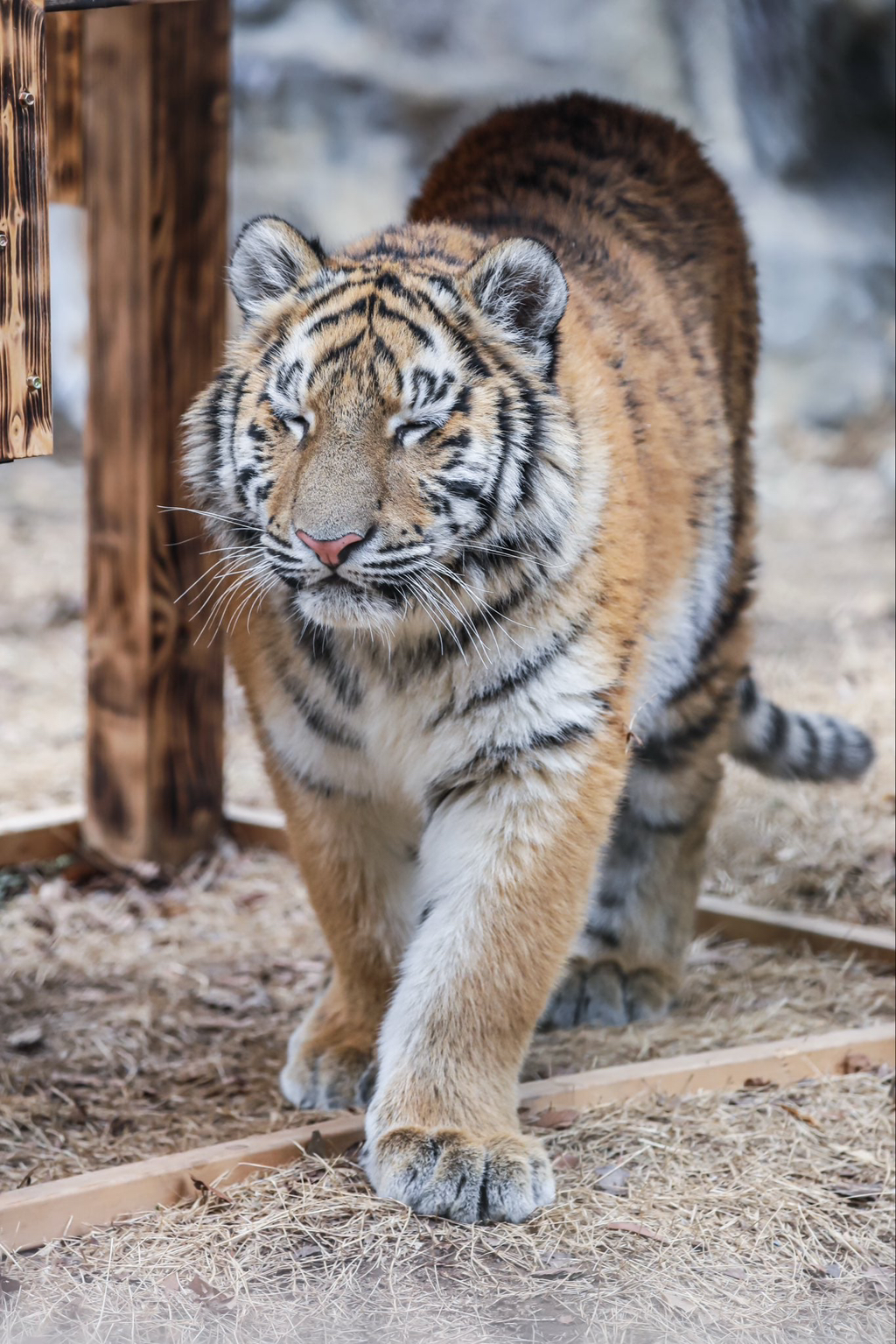 대체-언제쯤-무서워질거냐고-말나오는-설호...jpgif-15-이미지