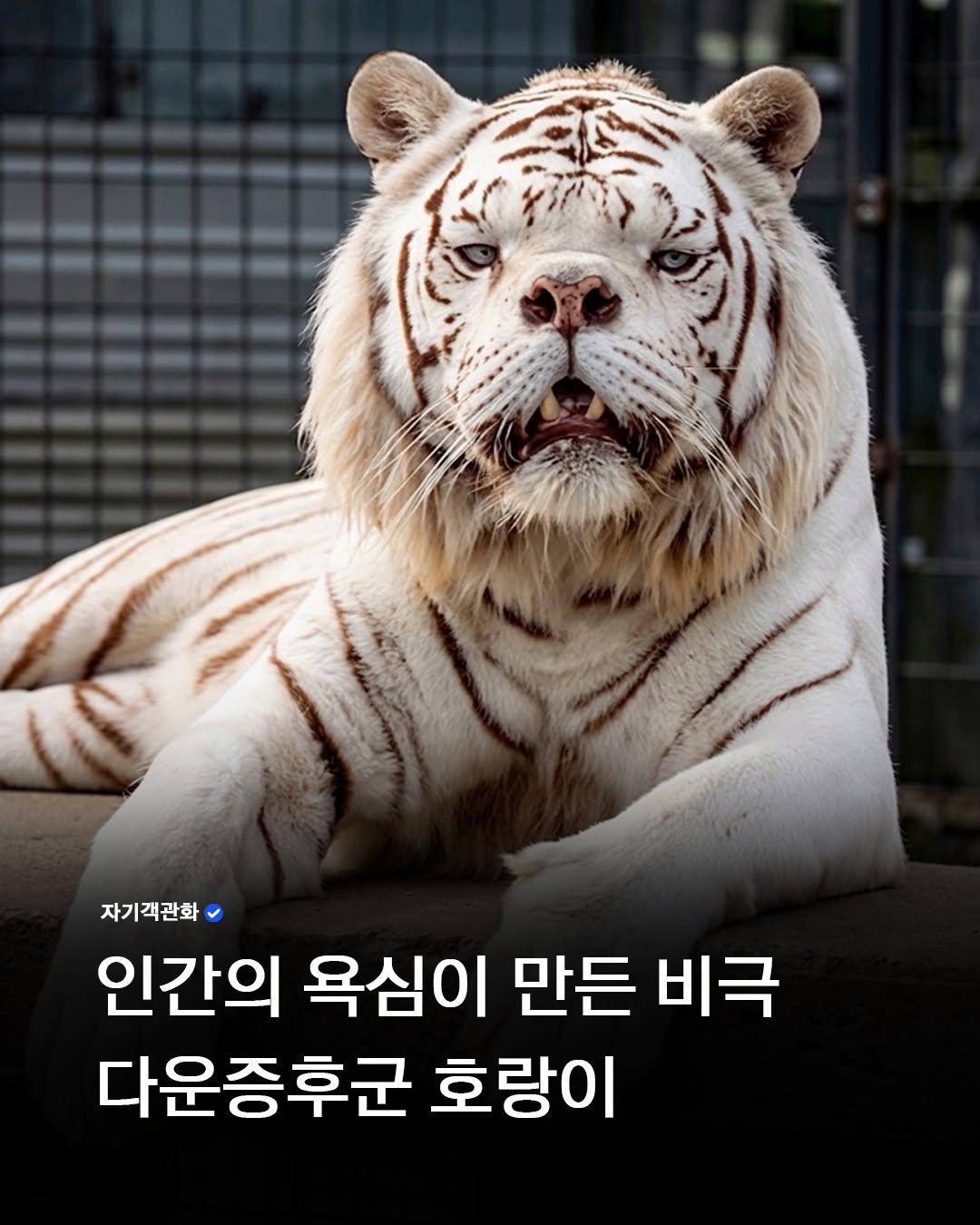 인간의-욕심때문에-남매간-근친교배로-태어난-다운증후군-호랑이-0-이미지