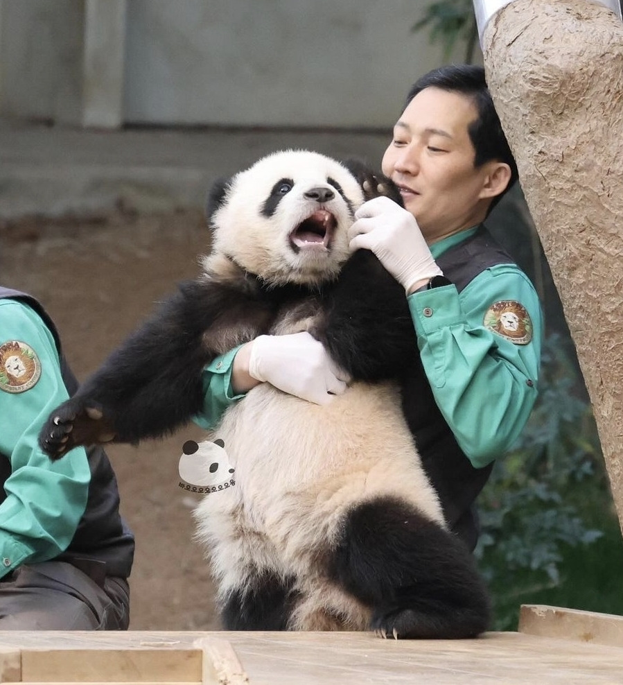 소원을-들어주는-판다-후이바오-15-이미지