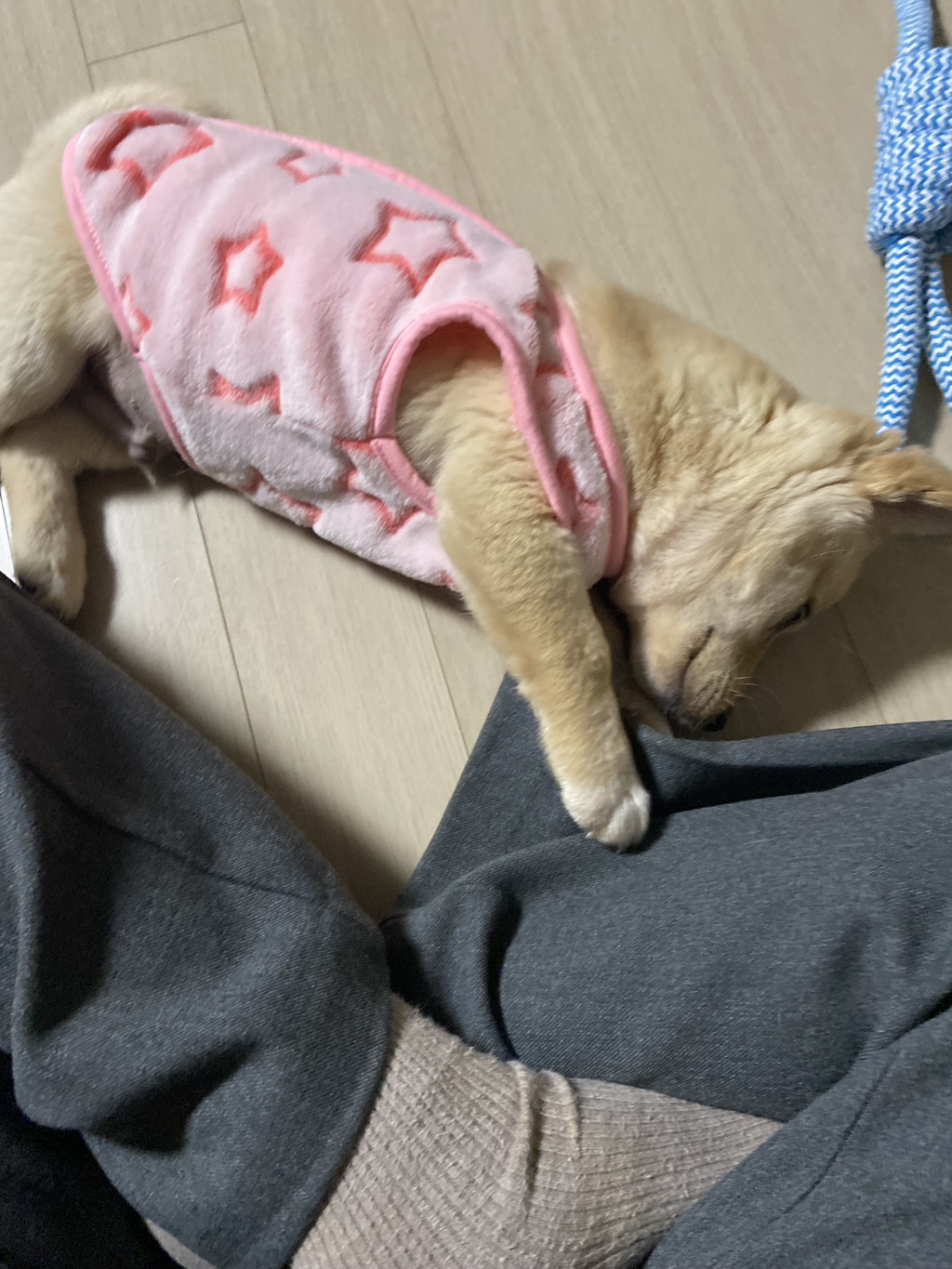 우리-강아지는-퍼피-때는-옷-잘입다가-한살부턴-모든-옷-다-거부하더라..-0-이미지