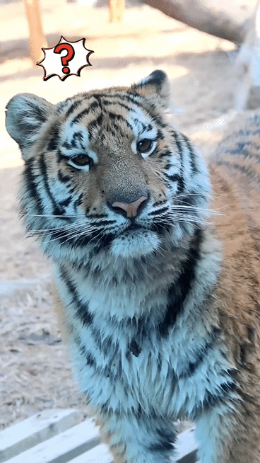 대체-언제쯤-무서워질거냐고-말나오는-설호...jpgif-11-이미지