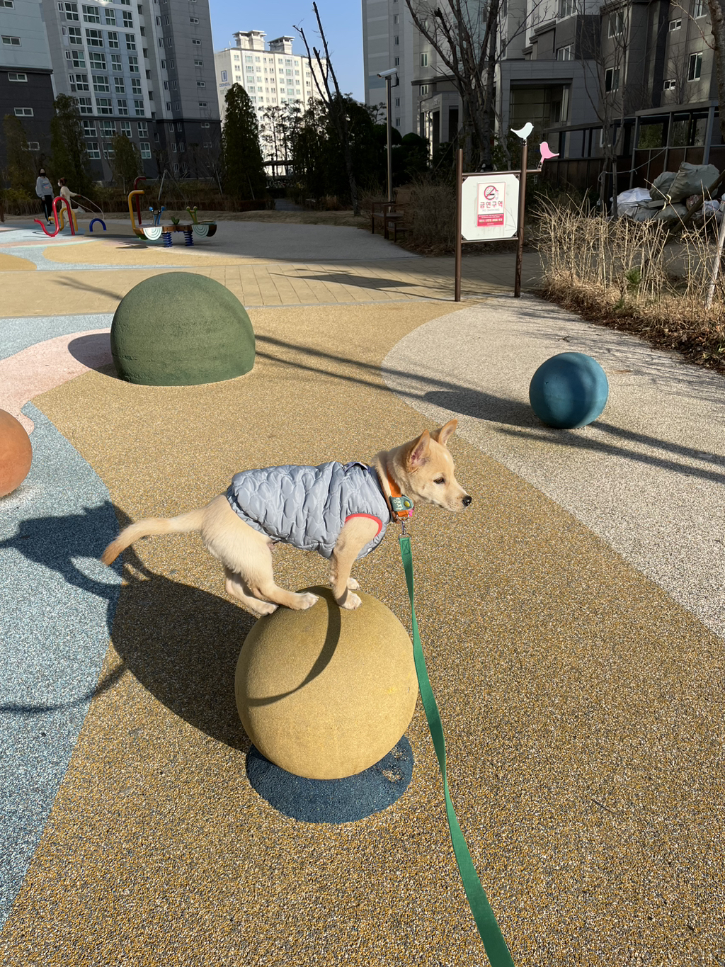 우리-강아지는-퍼피-때는-옷-잘입다가-한살부턴-모든-옷-다-거부하더라..-4-이미지