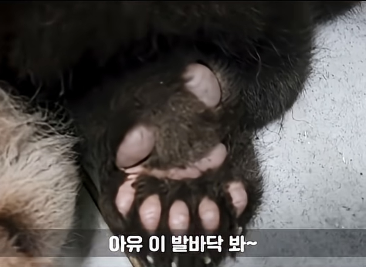 소원을-들어주는-판다-후이바오-0-이미지