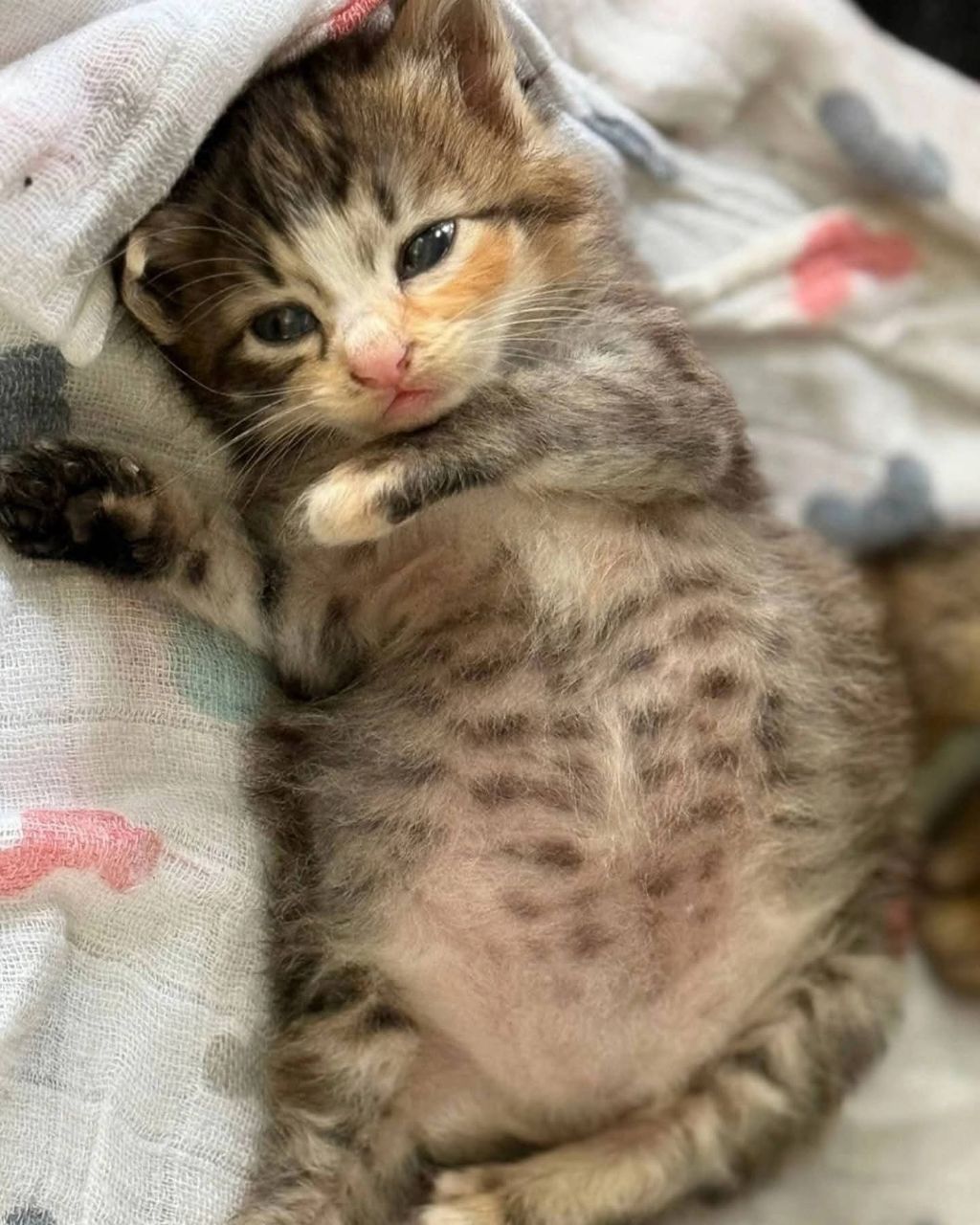 고양이가-외동으로-태어났을경우-3-이미지