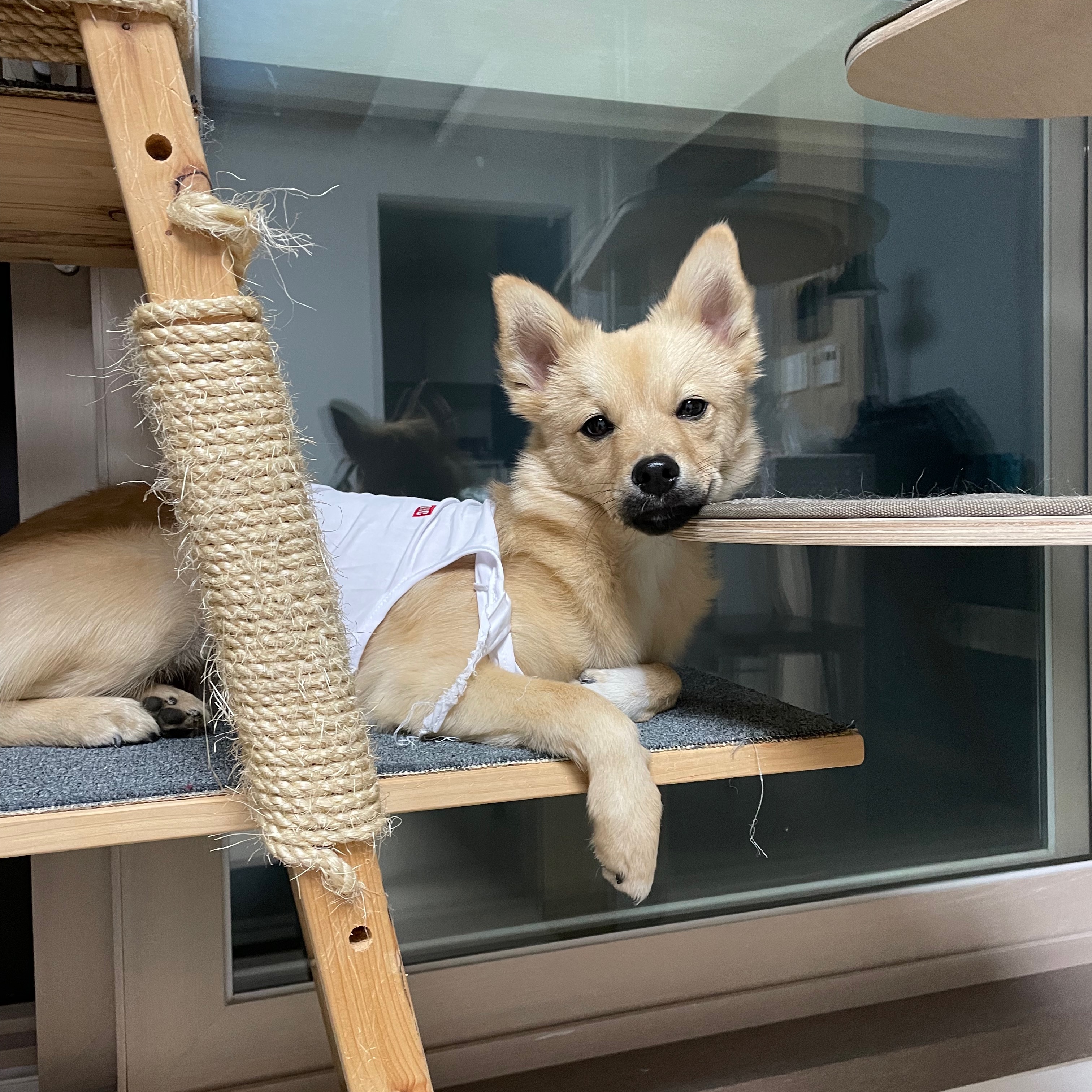 아ㅠ-개리야스-샀는데-망했어-7-이미지