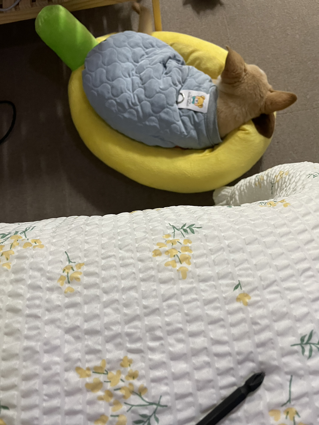 우리-강아지는-퍼피-때는-옷-잘입다가-한살부턴-모든-옷-다-거부하더라..-10-이미지