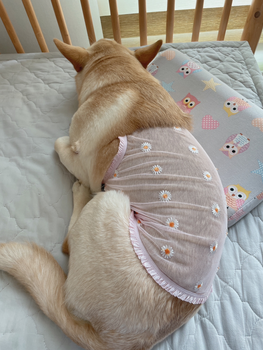 우리-강아지는-퍼피-때는-옷-잘입다가-한살부턴-모든-옷-다-거부하더라..-11-이미지