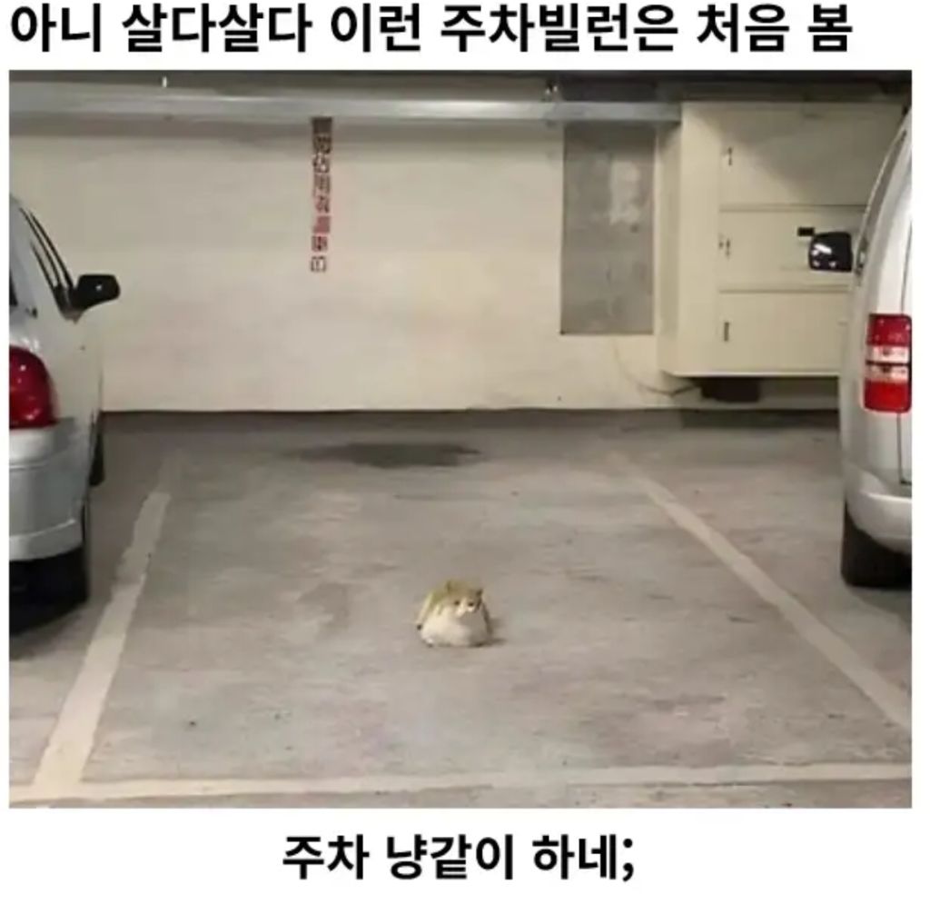 신개념-주차빌런-(?)-1-이미지