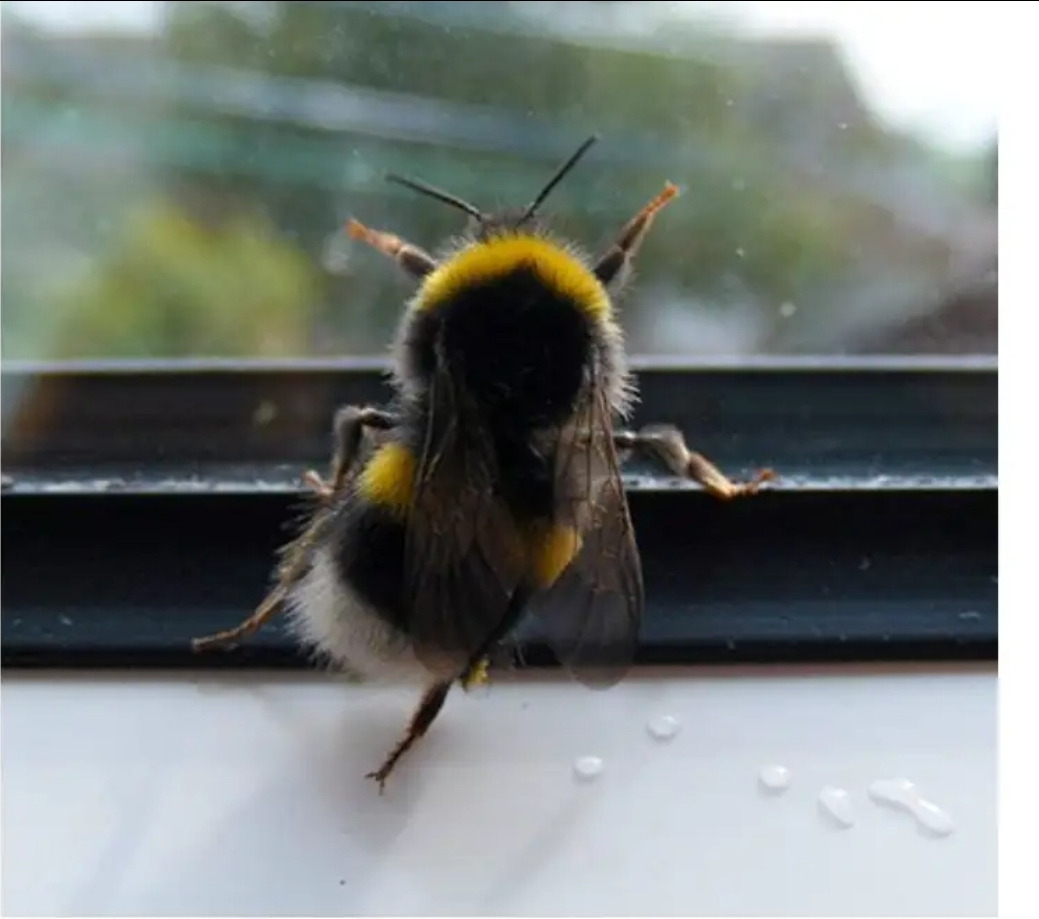 꿀꽈배기-한-봉지에-들어-있는-꿀의-양.jpg-1-이미지