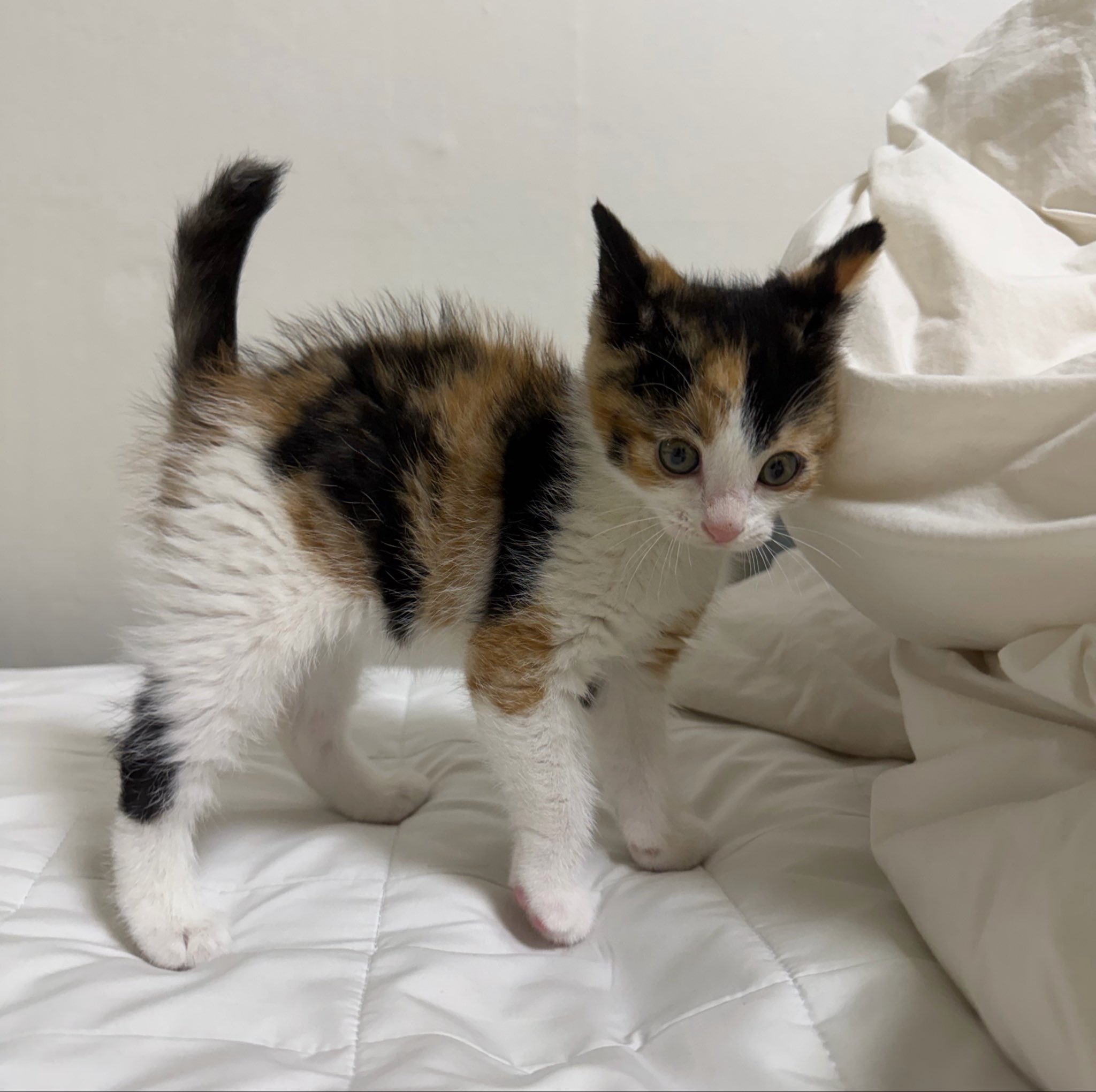 놀란-고양이-1-이미지