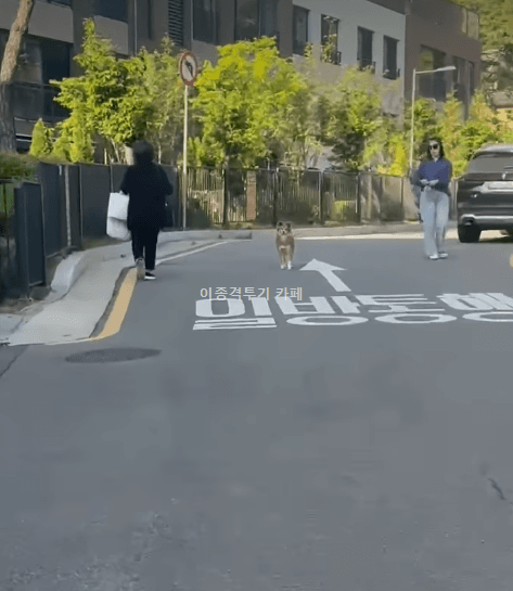 산책-중-반가운-사람-만난-멍멍이-0-이미지