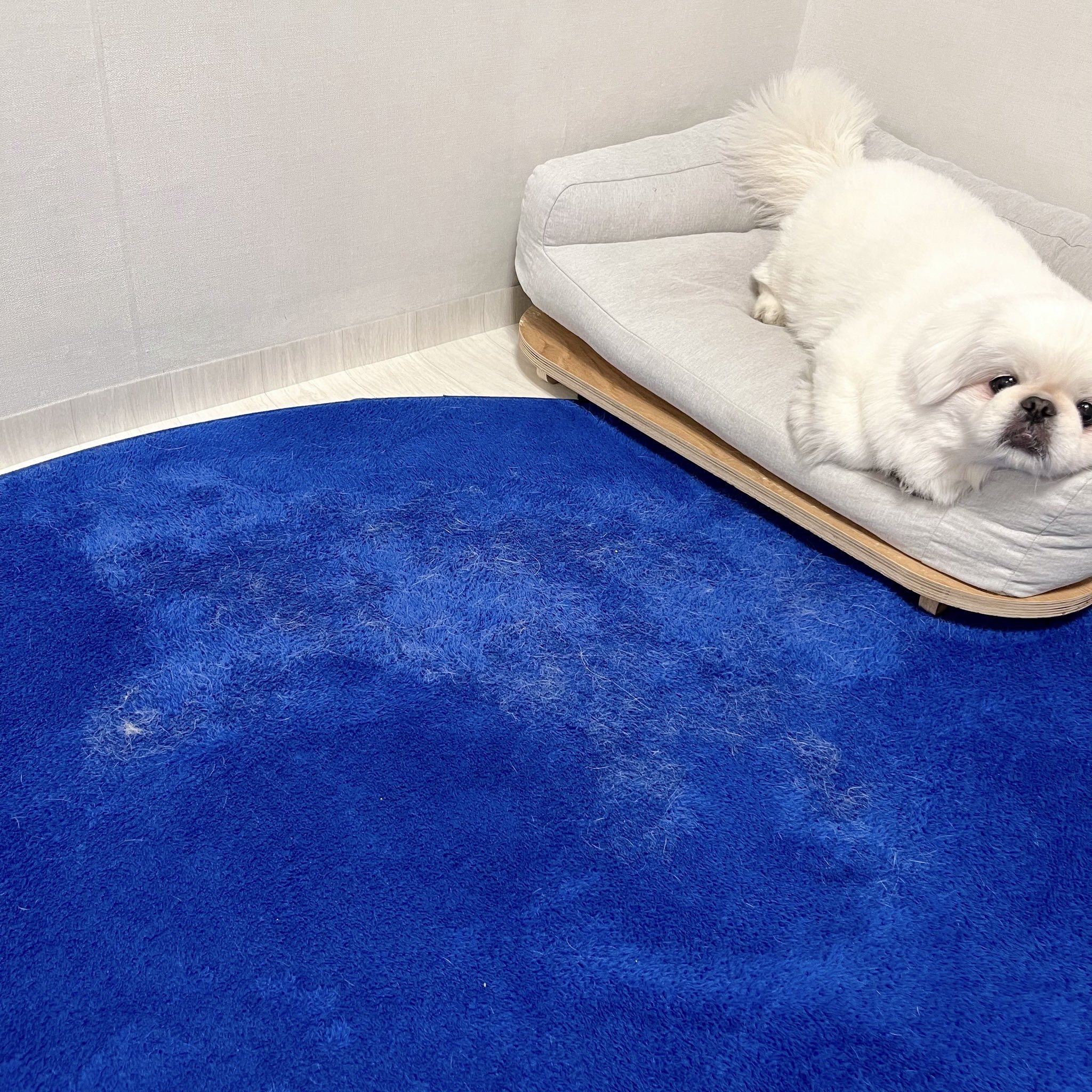 강아지자국-2-이미지