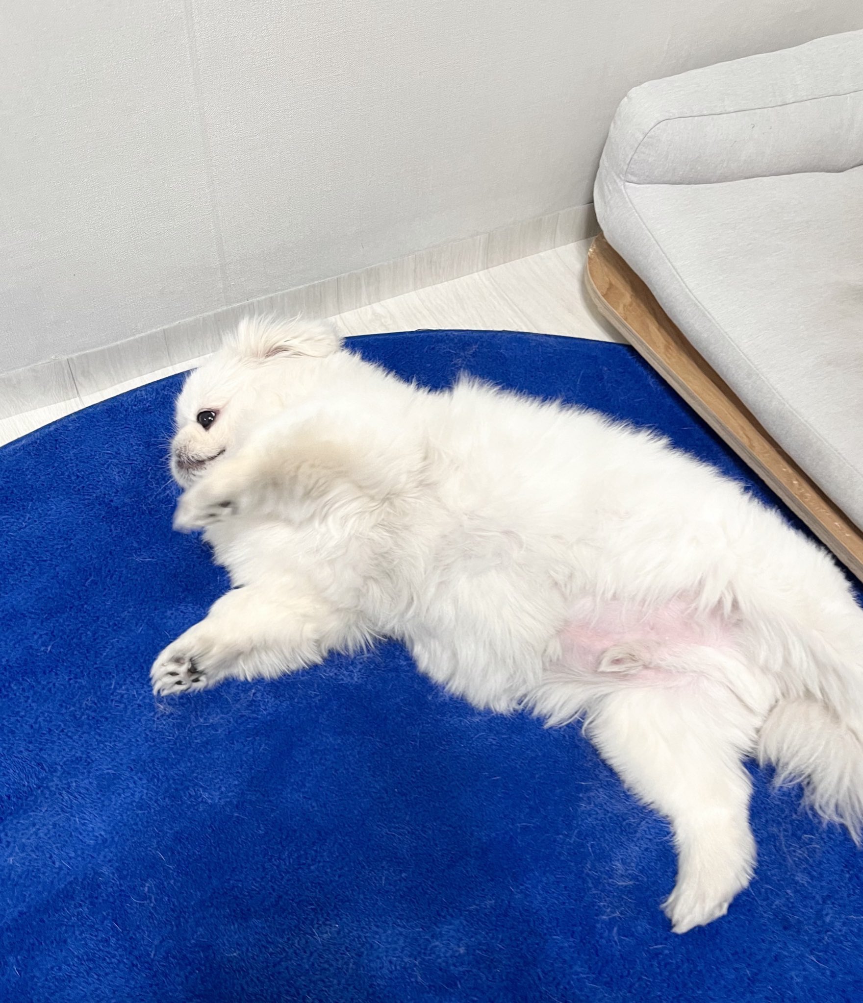 강아지자국-1-이미지