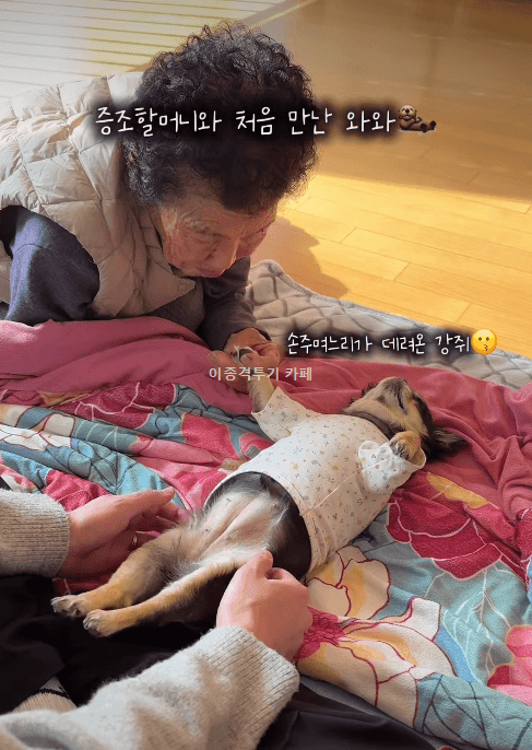 할머니-집에-처음-온-멍멍이-0-이미지