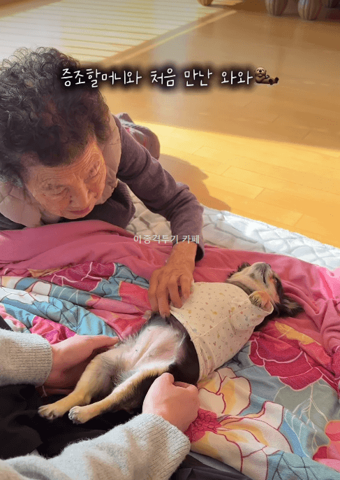 할머니-집에-처음-온-멍멍이-1-이미지