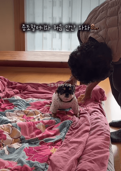 할머니-집에-처음-온-멍멍이-2-이미지