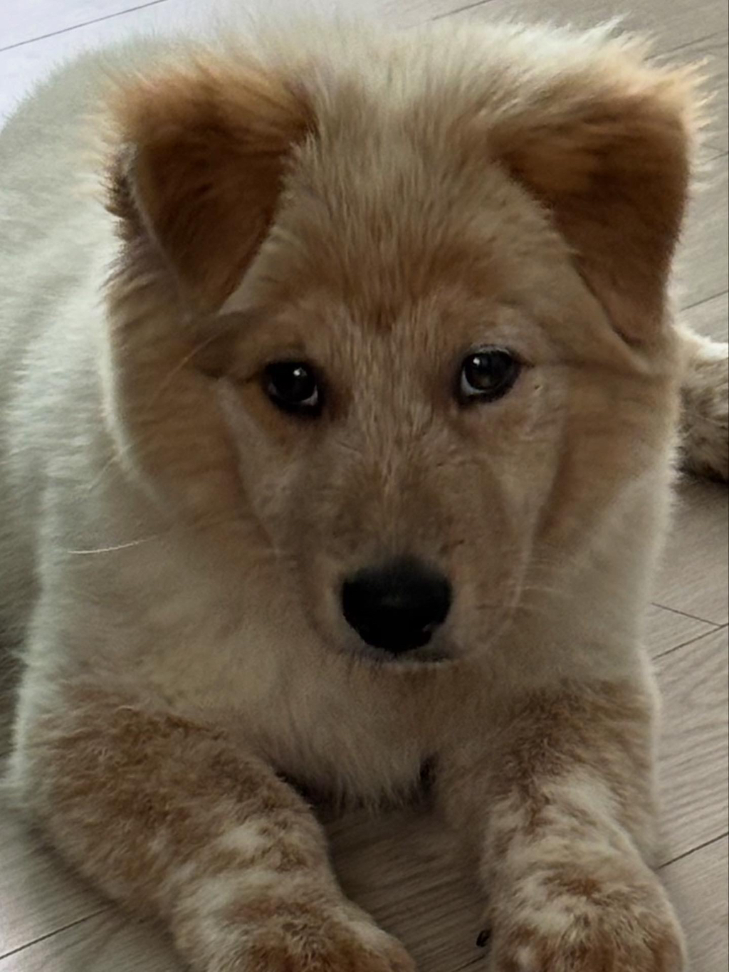 이것도-원숭이-시기야…?-유기견-출신이라-종은-몰라-ㅠ-13-이미지