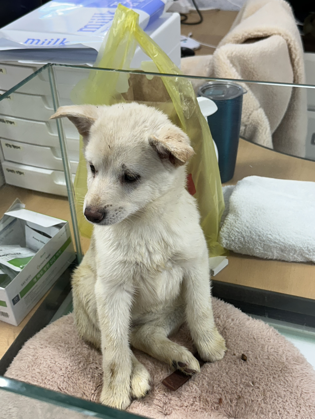 보호소에서-아가-데려왔다-0-이미지