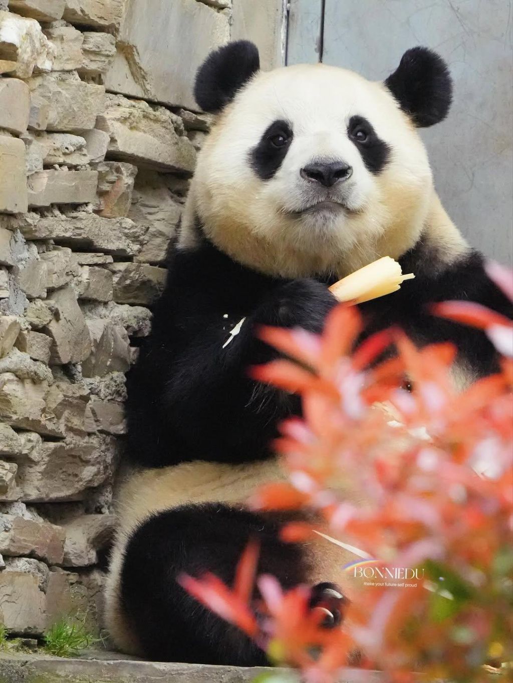 푸바오-근황-14-이미지