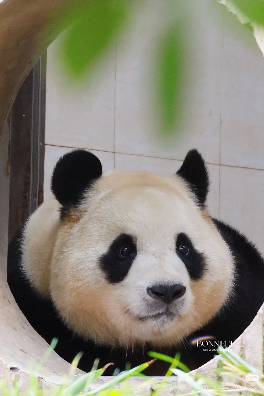 푸바오-근황-1-이미지