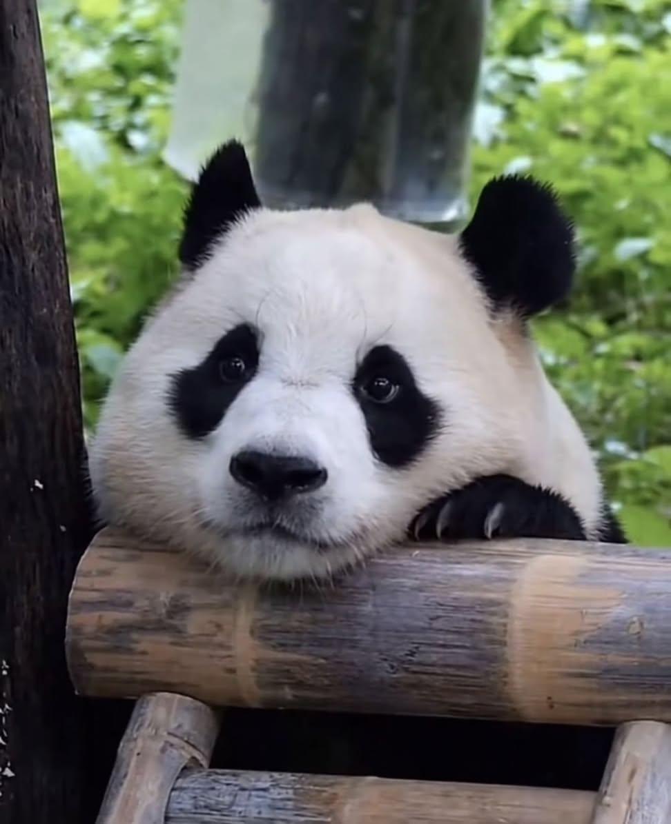 푸바오-근황-9-이미지