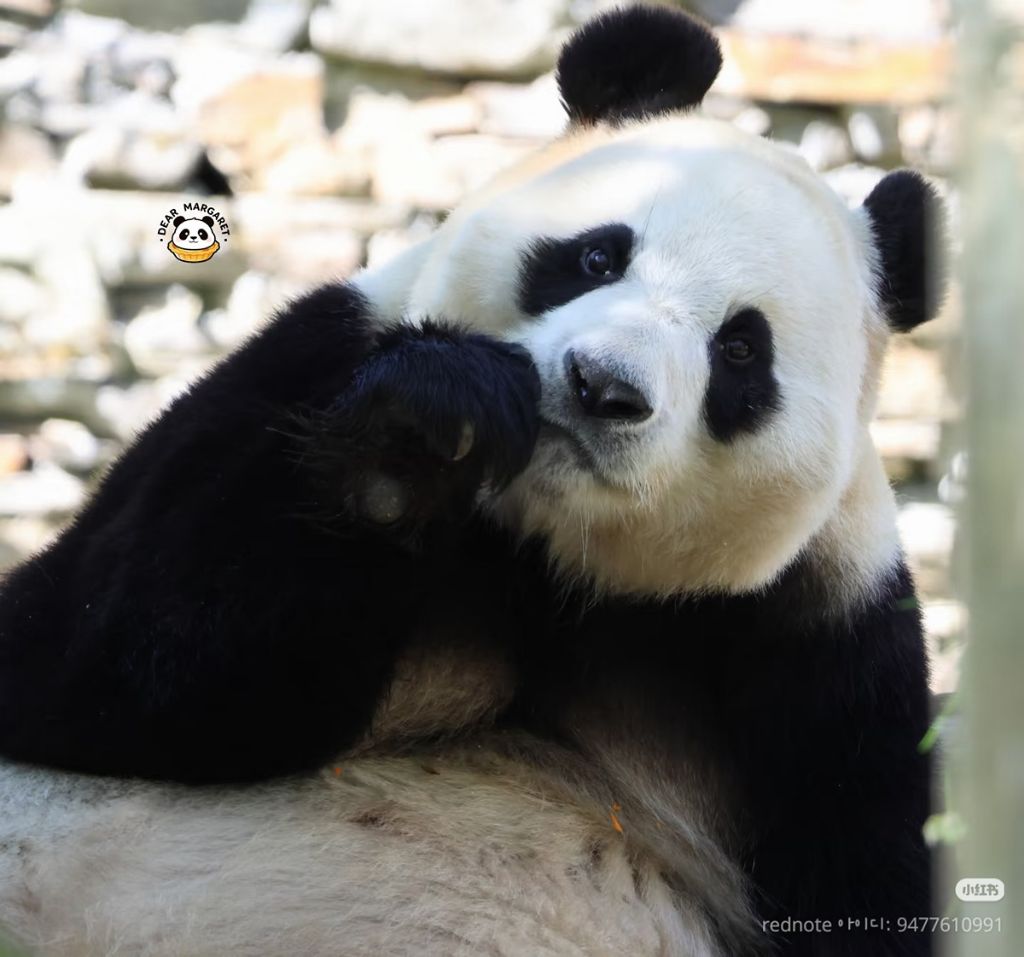 푸바오-근황-2-이미지