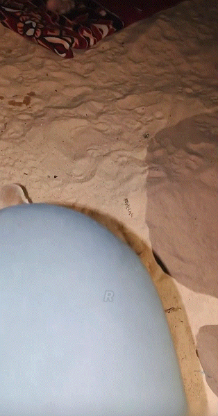 사막-야영-현장을-덥친-맹수.gif-2-이미지