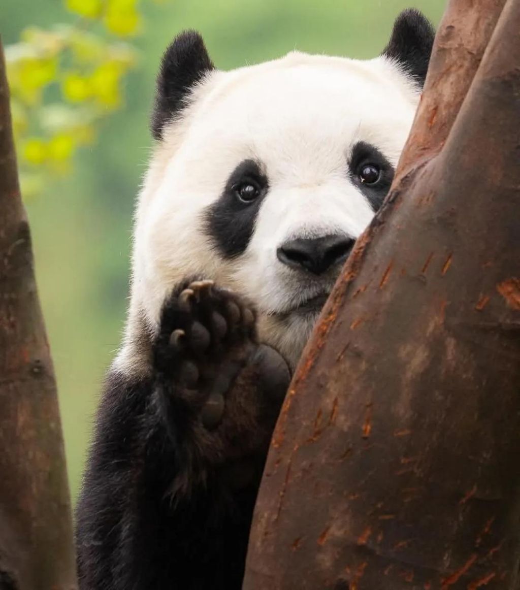 푸바오-근황-11-이미지