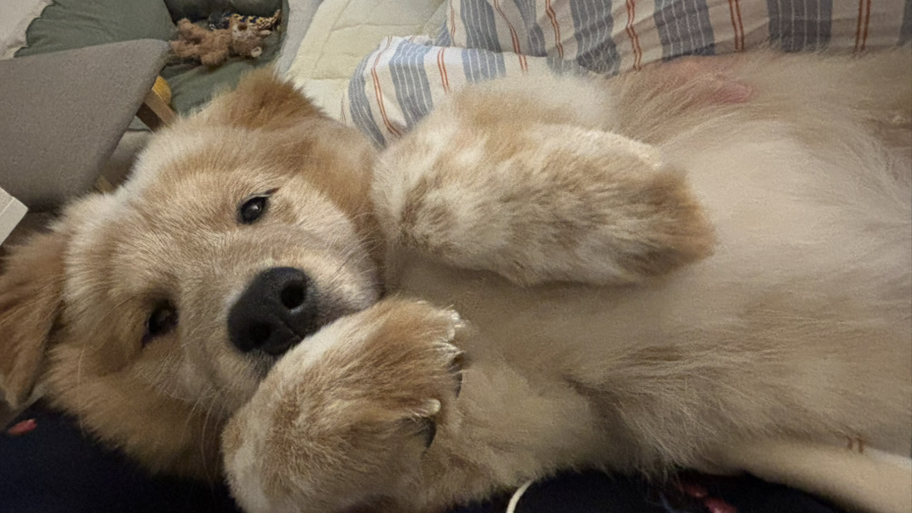 이것도-원숭이-시기야…?-유기견-출신이라-종은-몰라-ㅠ-11-이미지