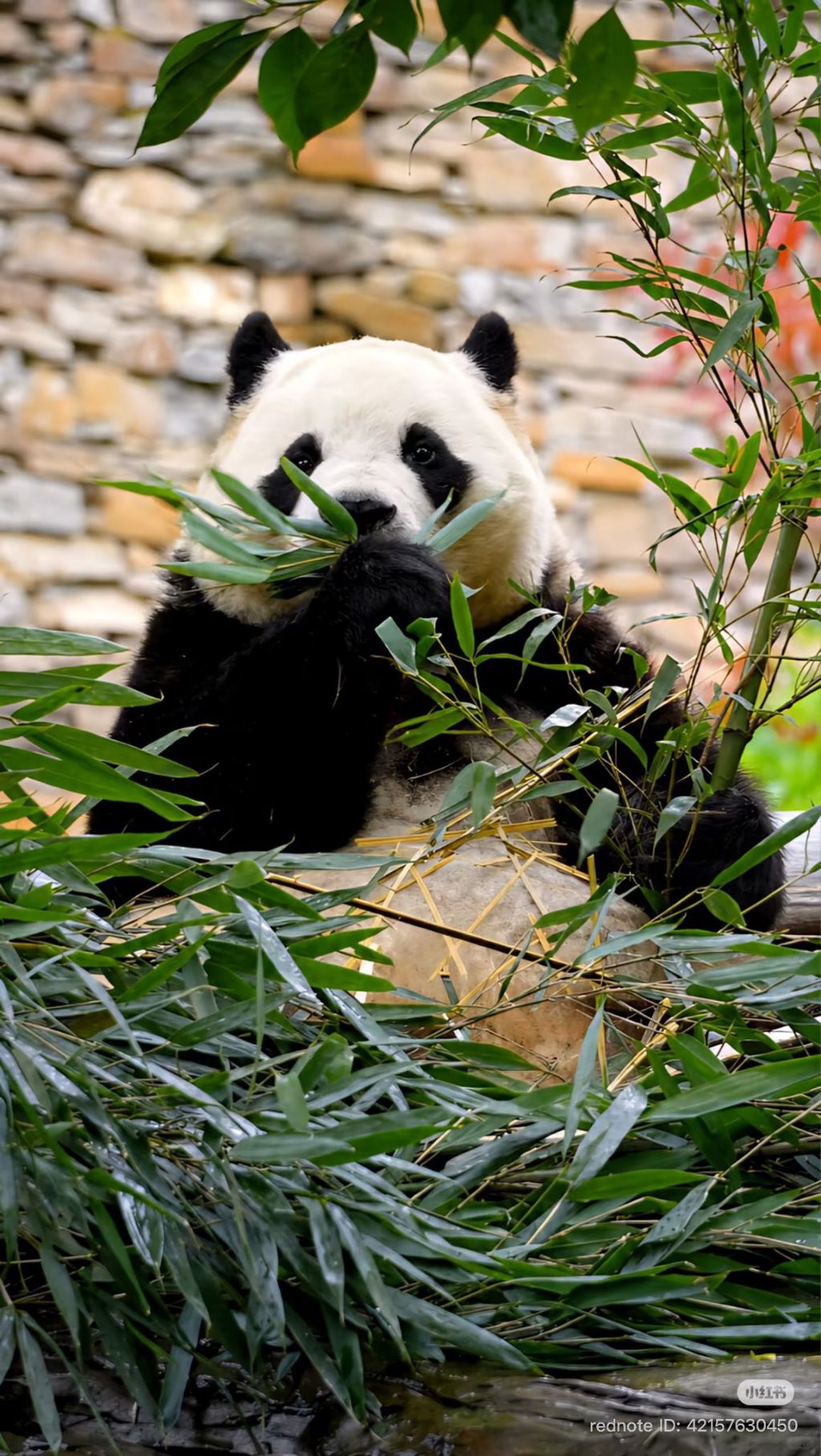 푸바오-근황-0-이미지