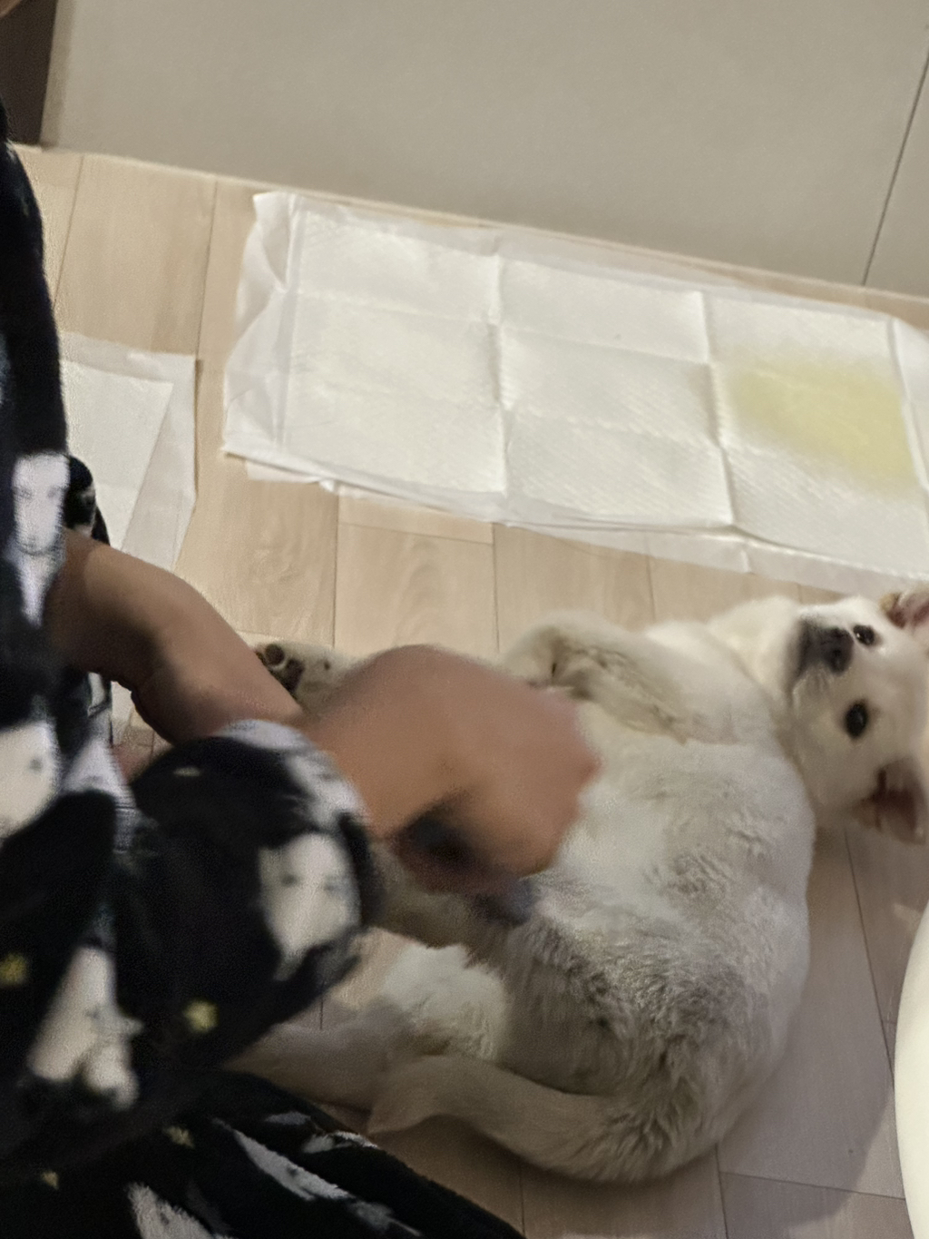 보호소에서-아가-데려왔다-7-이미지