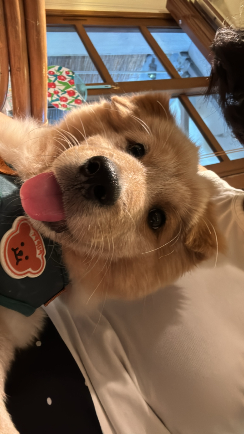 이것도-원숭이-시기야…?-유기견-출신이라-종은-몰라-ㅠ-19-이미지