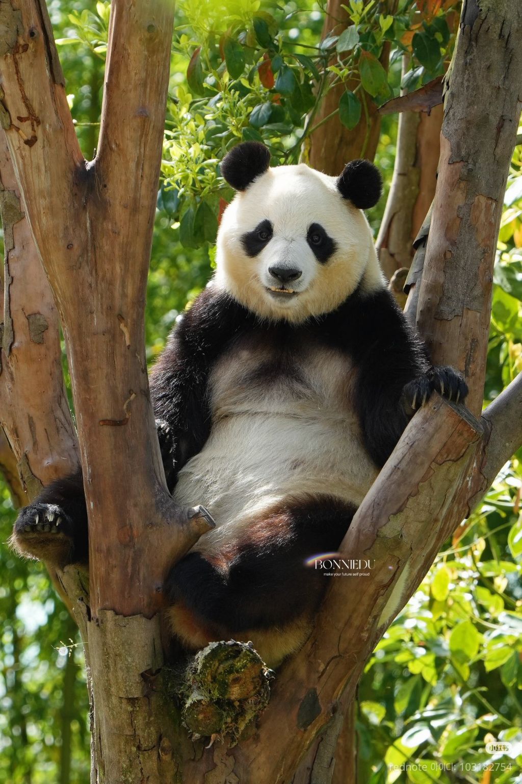 푸바오-근황-13-이미지