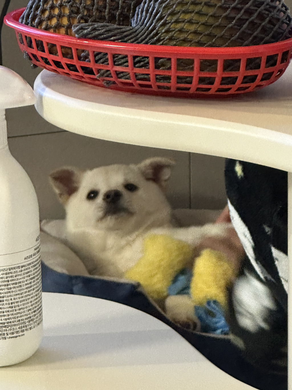 보호소에서-아가-데려왔다-6-이미지