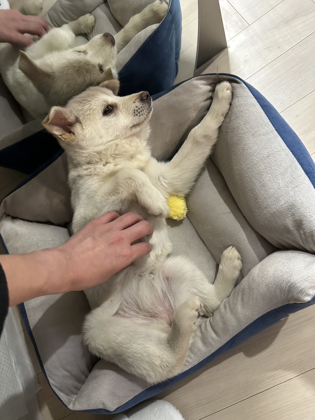 보호소에서-아가-데려왔다-2-이미지