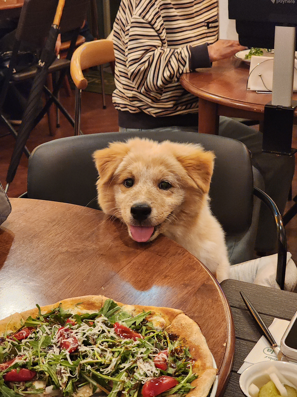 이것도-원숭이-시기야…?-유기견-출신이라-종은-몰라-ㅠ-12-이미지