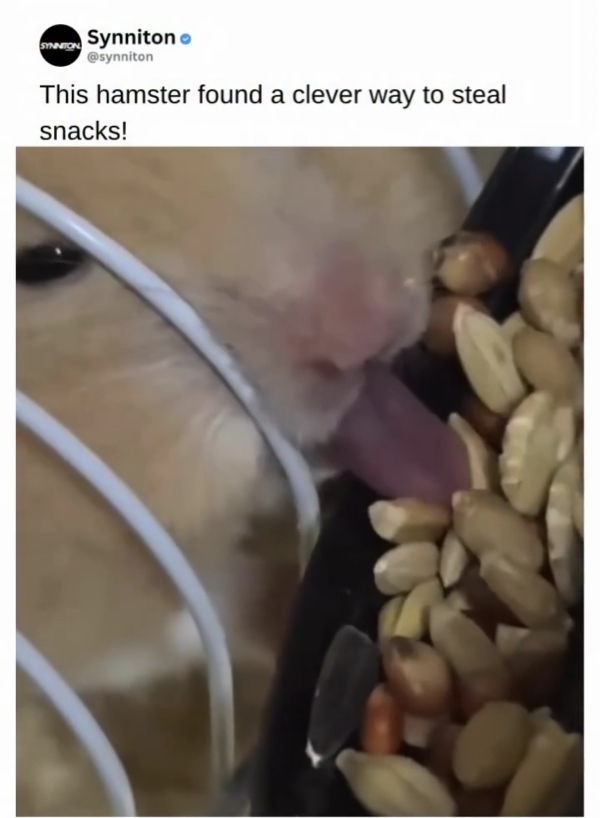 햄스터-혓바닥-볼-사람.gif-1-이미지