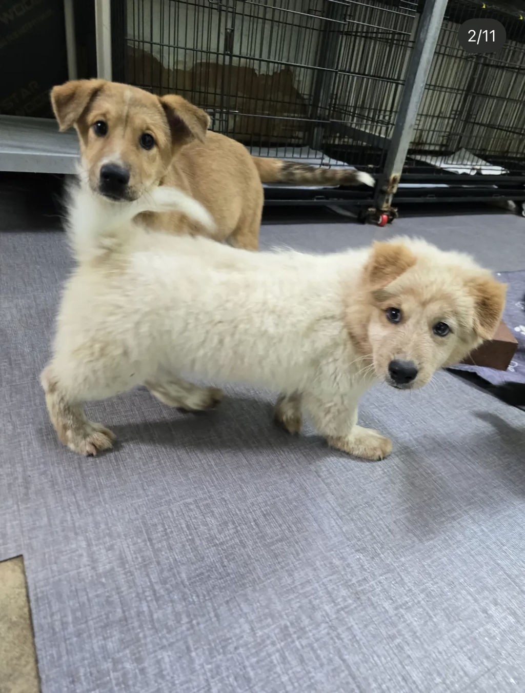 이것도-원숭이-시기야…?-유기견-출신이라-종은-몰라-ㅠ-4-이미지