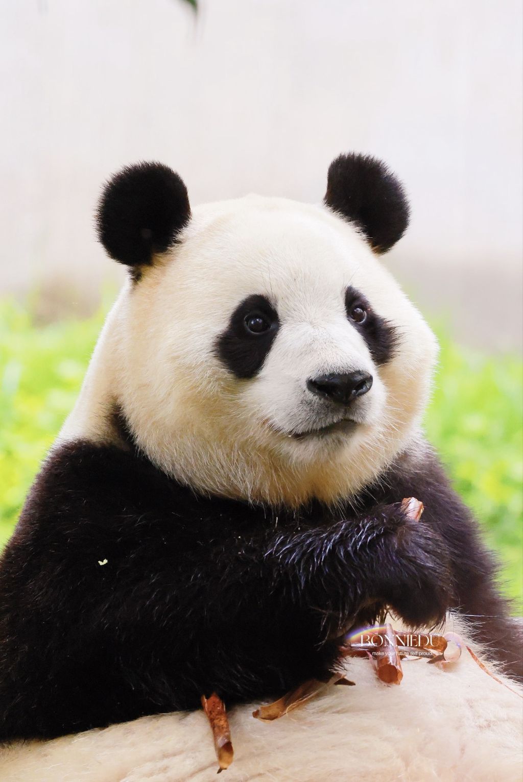 푸바오-근황-4-이미지